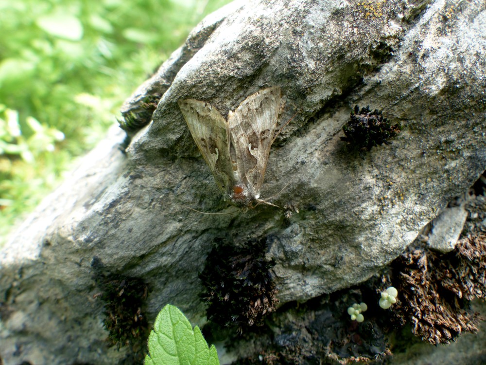 Quale farfalla? Autographa gamma - Noctuidae